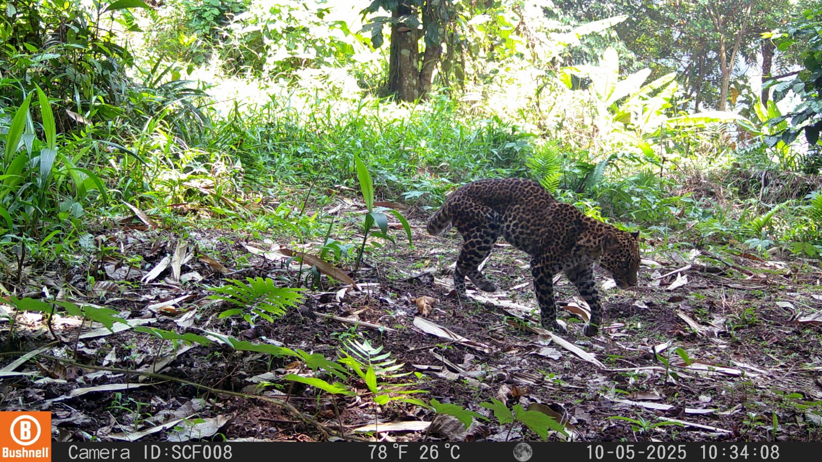 Macan tutul karawang ditembak pemburu liar