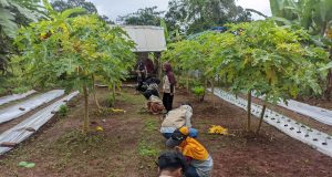 Agroforestry mahasiswa kkn unsika