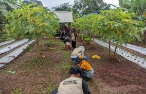 Kolaborasi Hijau: Mahasiswa KKN Unsika dan Warga Desa Gununghejo Gelar Aksi Agroforestry Agroforestry mahasiswa kkn unsika