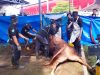 Sapi Limousin 1,2 Ton Bantuan Presiden Prabowo Dikurbankan di Karawang