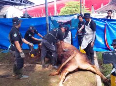 Sapi Limousin 1,2 Ton Bantuan Presiden Prabowo Dikurbankan di Karawang