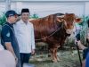 Pemkab Karawang Salurkan Sapi Kurban Presiden 1,2 Ton dan 25 Ekor Sapi ASN Sapi kurban presiden di karawang