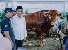 Pemkab Karawang Salurkan Sapi Kurban Presiden 1,2 Ton dan 25 Ekor Sapi ASN Sapi kurban presiden di karawang