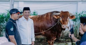 Sapi kurban presiden di karawang