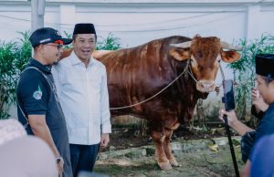 Pemkab Karawang Salurkan Sapi Kurban Presiden 1,2 Ton dan 25 Ekor Sapi ASN Sapi kurban presiden di karawang