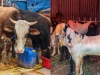 Ada Hati Sapi-Domba Terinfeksi Cacing, DPKPP Karawang Minta Masyarakat Waspada Hati sapi terinfeksi cacing di karawang