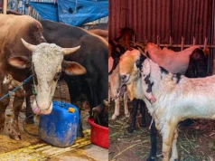 Ada Hati Sapi-Domba Terinfeksi Cacing, DPKPP Karawang Minta Masyarakat Waspada Hati sapi terinfeksi cacing di karawang