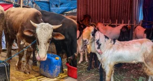 Ada Hati Sapi-Domba Terinfeksi Cacing, DPKPP Karawang Minta Masyarakat Waspada Hati sapi terinfeksi cacing di karawang