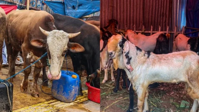 kabimng-sapi_1687780781 Hati sapi terinfeksi cacing di karawang