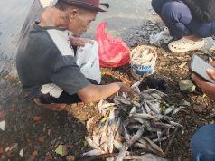 Ancam Kesehatan, DLH Minta Warga Jangan Konsumsi Ikan yang Mati Massal di Irigasi Karawang Dlh Ikan mati massal di karawang