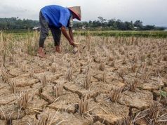 Sawah kekeringan di desa karawang
