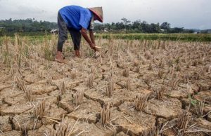 59 Desa di Karawang Alami Kekeringan Sawah, DPKP Sebut Gegara Kerusakan Irigasi Sawah kekeringan di desa karawang