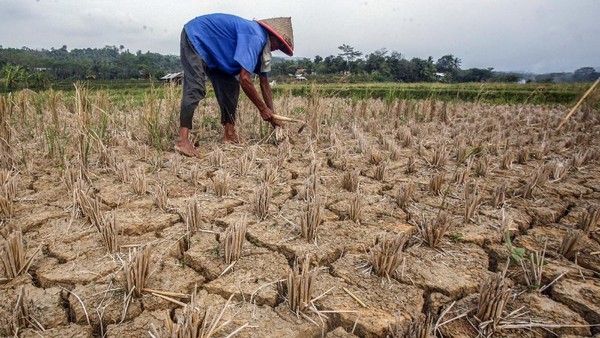 IMG-20260612-WA0027 Sawah kekeringan di desa karawang