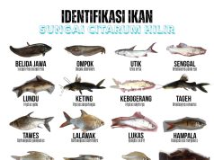 23 Spesies Ikan Endemik Teridentifikasi di Citarum Hilir, Belida Jawa Menghilang Ikan endemik citarum