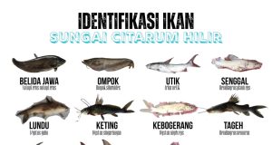Ikan endemik citarum