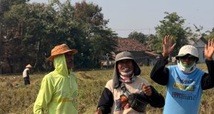 Serapan Tembus 92,4 Ribu Ton, BULOG Karawang Topang Rekor Pengadaan Beras Nasional Serapan beras bulog karawang